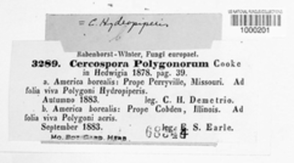 Cercospora polygonorum image